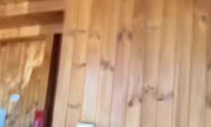 Lace Monitor Lunges At Rat From Inside Ceiling