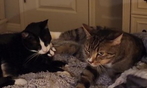 Cat Makes Back-Paw Biscuits