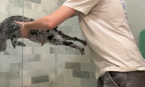 Dog Planks to Avoid Bath