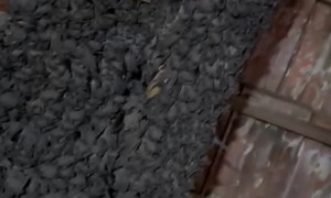 Hundreds Of Bats Found In Photography Studio Ceiling