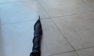 Cat Focused on Umbrella Gets Surprised