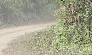 Elephant Chases the Safari Vehicle