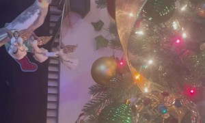 Cockatiel Cruising Around the Christmas Tree