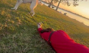 Dog's Sudden Leash Tug Spills Coffee