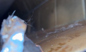 Possum in the AC Vent