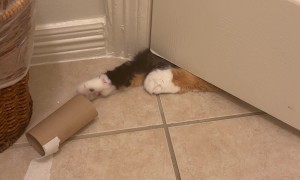 Cat Reaches Under Bathroom Door to Grab Toilet Paper