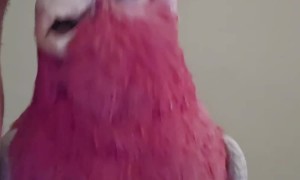 Beatboxing Bailey the Cockatoo
