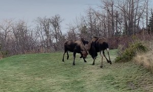 Bull Moose Sparring in Alaska