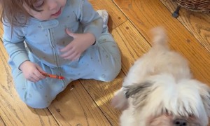 Baby Blesses Sneezing Dog