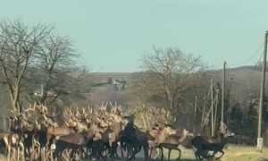 Hungarian Deer Herd On New Year's Day
