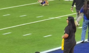 Corgi Evades Capture Until Being Tackled