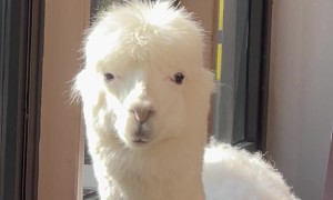 Alpaca at the Bistro