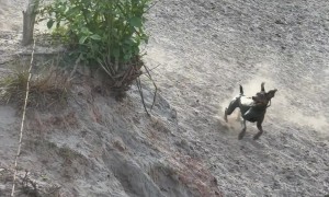 Muddy Chicken-Chasing Dog Gets Chased By Donkey