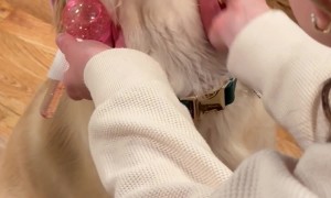 Golden Retriever's Spa Day Face Massage