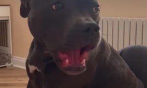 Sassy Staffy Demands Belly Scratches