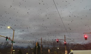 Crow City in Portland