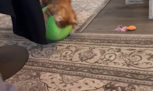 Orange Kitty Plays With Big Tennis Ball