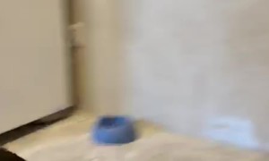 Bipedal Black Cat Startles Little Brother