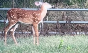 A Fawn With Floppy Ears