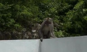 Monkey Creates a Chaos With Tourists in Bali