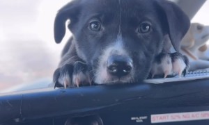 Cute Puppy Relaxing on the Flight Deck of a Plane