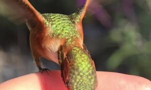 Hummingbird Hand-Feeding in Slow Motion Video