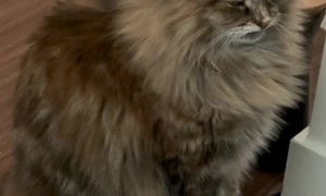 Grumpy Cat Wants Treats