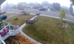 Residential Bucks Attempt To Attract Does