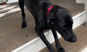 Dog Gets Super Excited for Owners to Come Home