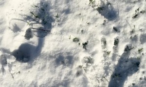 Someone Fell Over In The Snow