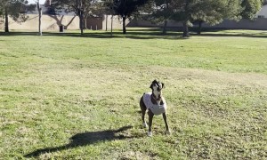 Nina Ball Bopping Boxer