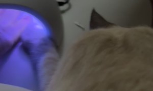 Manicured Cat Needs His Nails Dried