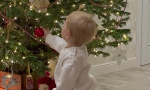 Toddler Tugs Christmas Tree Over