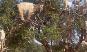 This Tree Is the Greatest of All Time