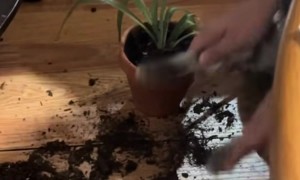 Teaching Kitten How to Clean Up Her Own Messes