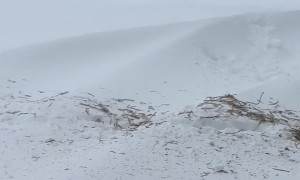 Baby Cow Bulldozes Himself Into Snow Pile