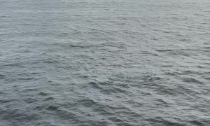 Orca Pod Off Scotland Coast