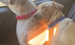 Resting on His Buddy's Shoulder