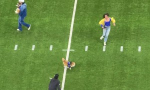 Corgi Race Gone Wrong