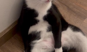 Bandit the Tuxedo Cat Doing His Thing