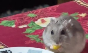 Hamster Having Dinner With His Human Family