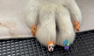 Groomed Dog Gets Halloween Nails