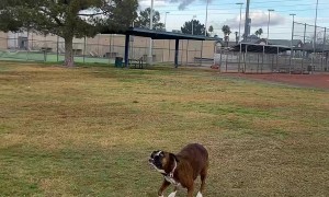 Boxer Dog Bops Ball With Nose