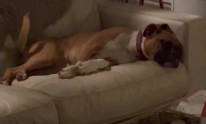 Installed a Doggie Door, Gained an Extra Dog