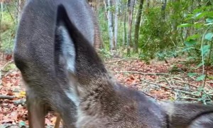 Deer in the Woods Being Friendly to Hunter