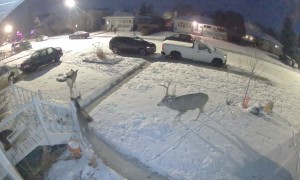 Buck Follows Does Through Snowy Yard