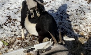 Baby Goat Riding on His Mother's Back