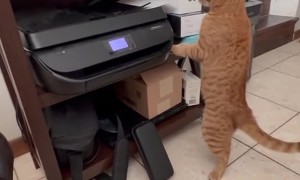 Printer Catches Orange Cat's Paws