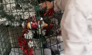 Fence Protects Christmas Tree From Curious Toddler