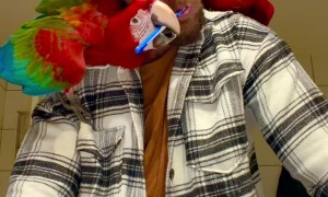 Parrot Brushing a Guy's Teeth